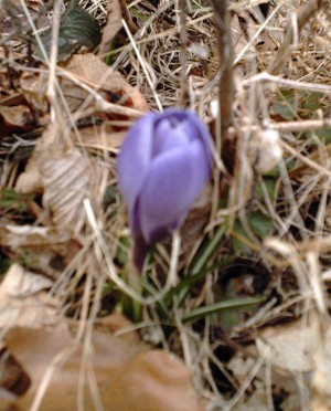 crocus2.jpg