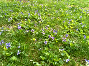 wild violets 001