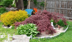 the prettiest part of the yard is always the Japanese maple and the Buddha statue