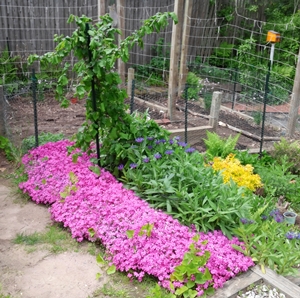 the readied vegetable garden behind the bank of glorious spring blooms
