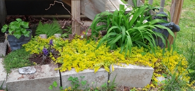 the little shade garden by my little porch is overrun with Creeping Jenny -- but that's just fine because I keep moving some to other parts of the yard that are bare