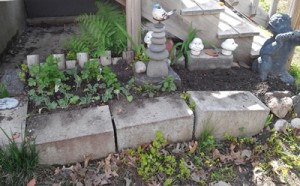 watercress garden