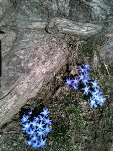 treeblue