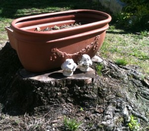 tree stump