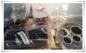 seeds2