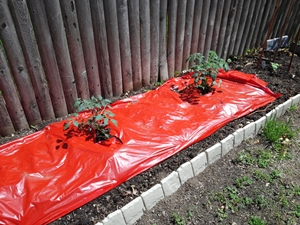tomatopatch