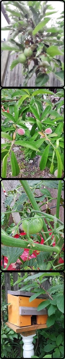gardenbounty