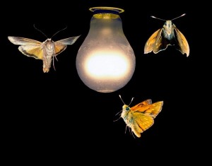 moths
